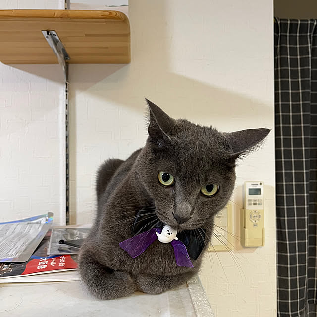 nekoさんの実例写真