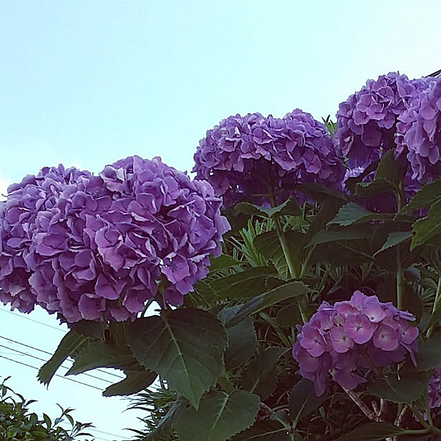 noaさんの実例写真