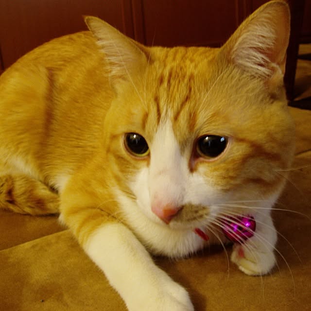 yuki_shiroiroさんの実例写真