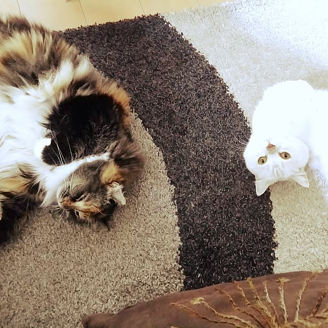 6catsさんの実例写真