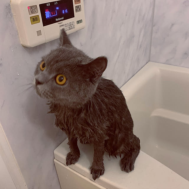 kittyさんの実例写真