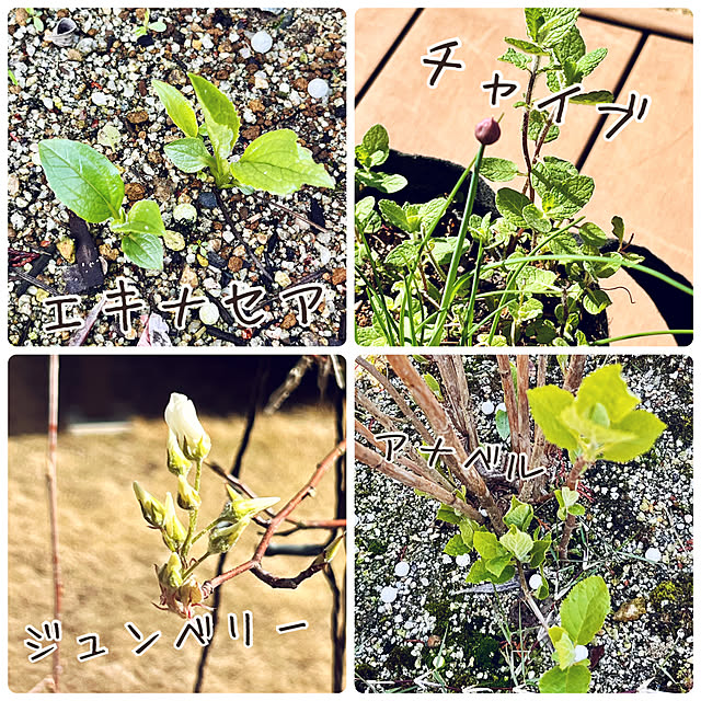 mikigumaさんの部屋
