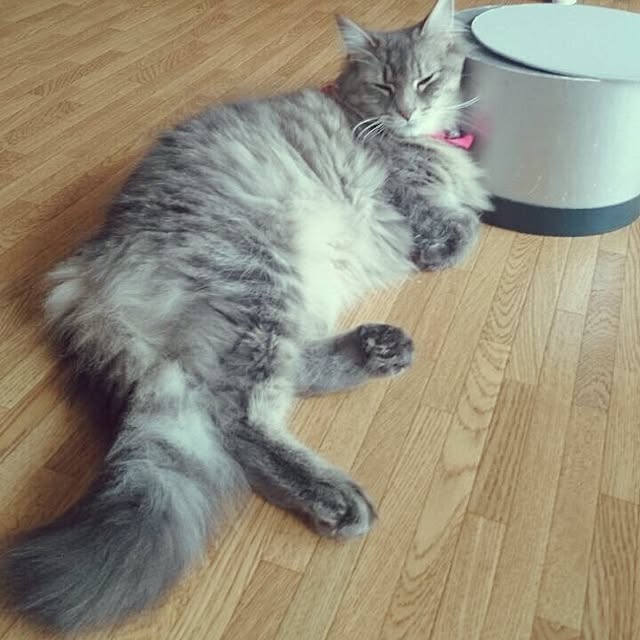 nyasさんの実例写真