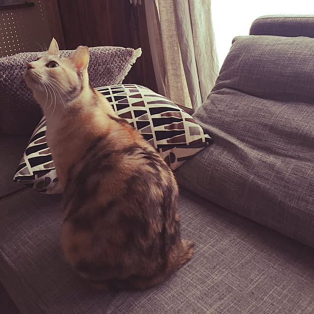momijiさんの実例写真