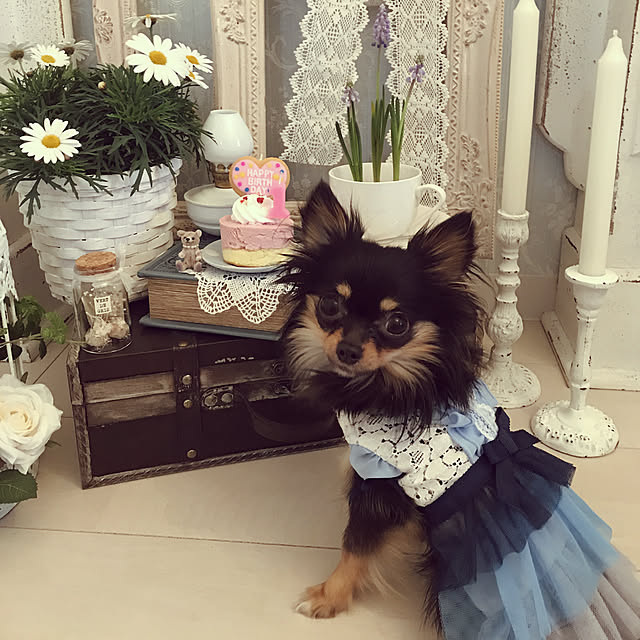 cocoluluさんの実例写真
