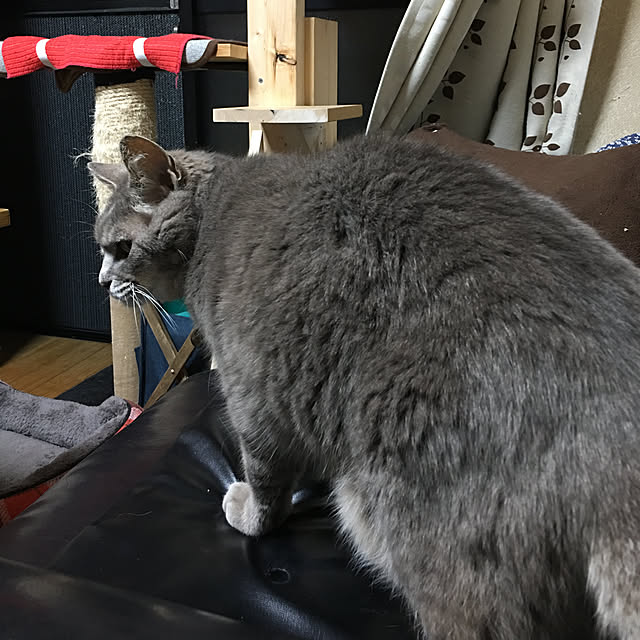 バス/トイレ/15歳のおばあちゃん❤️/こころ/ねこのインテリア実例 - 2018-06-13 20:44:00