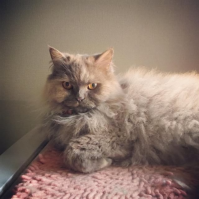hiroshiさんの実例写真