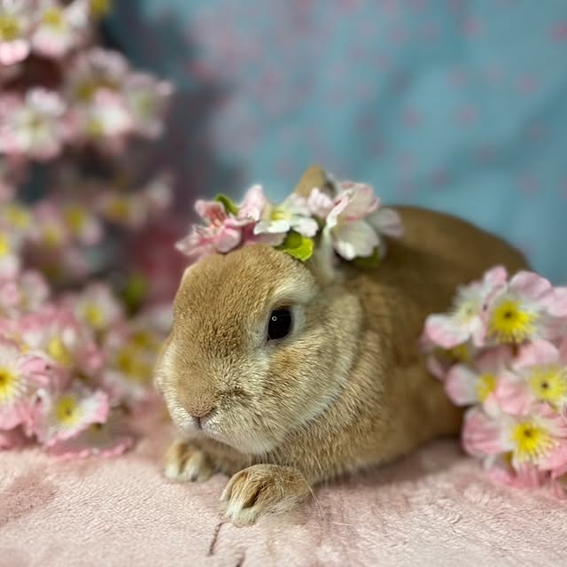 aiさんの部屋