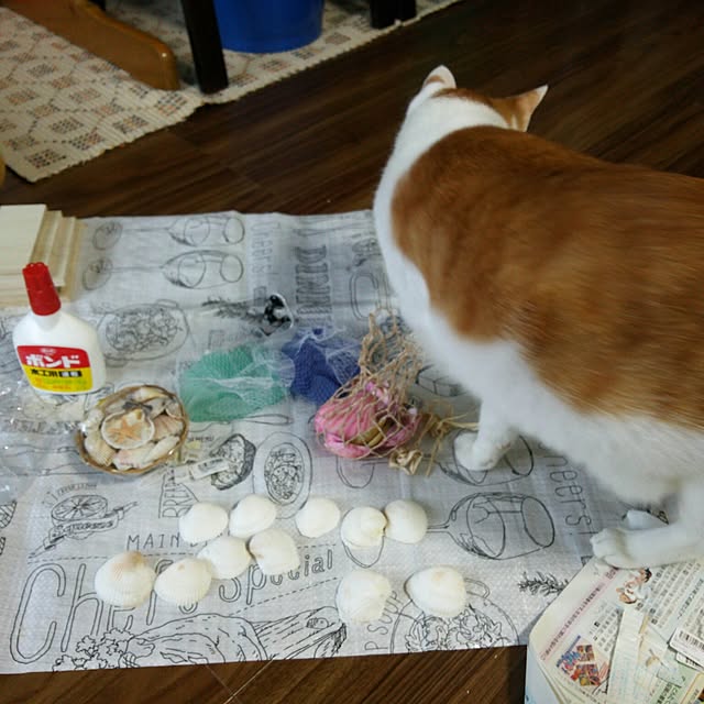 porinさんの実例写真