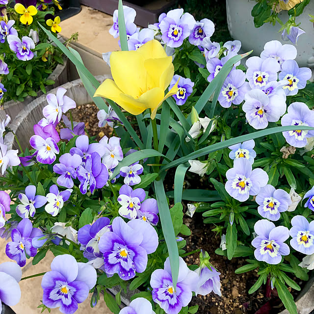 tomoさんの実例写真