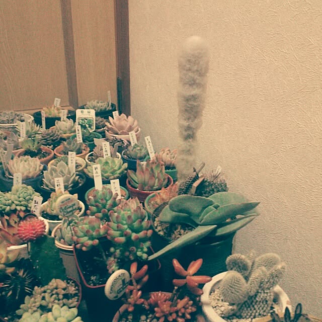 kochaさんの実例写真