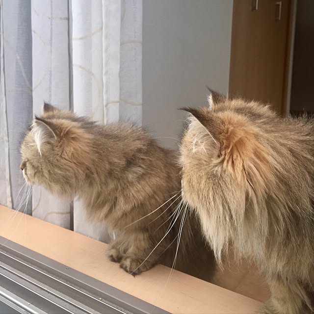 butachanさんの実例写真