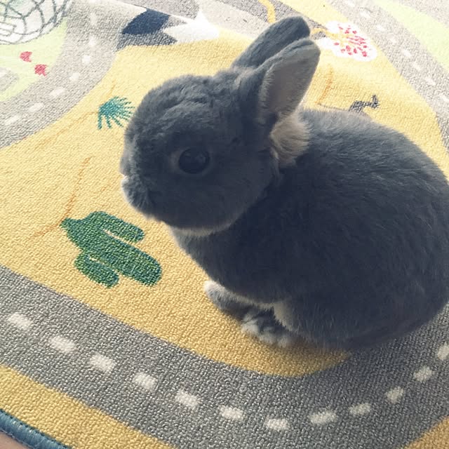kusuttoさんの実例写真