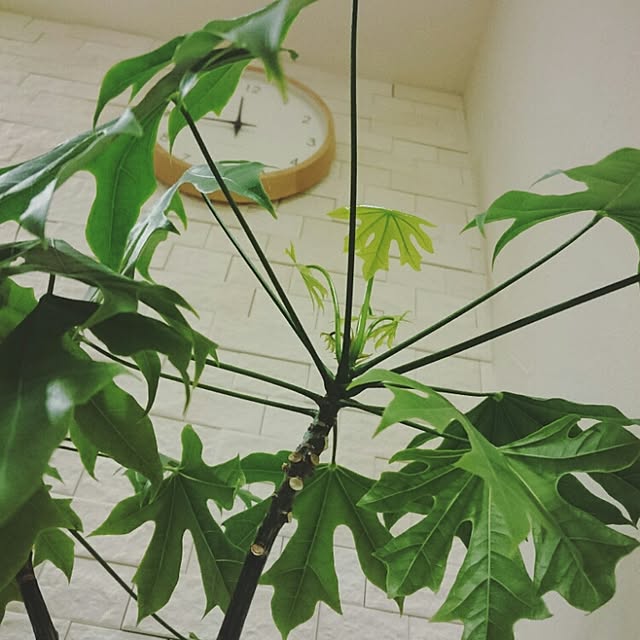 実例写真