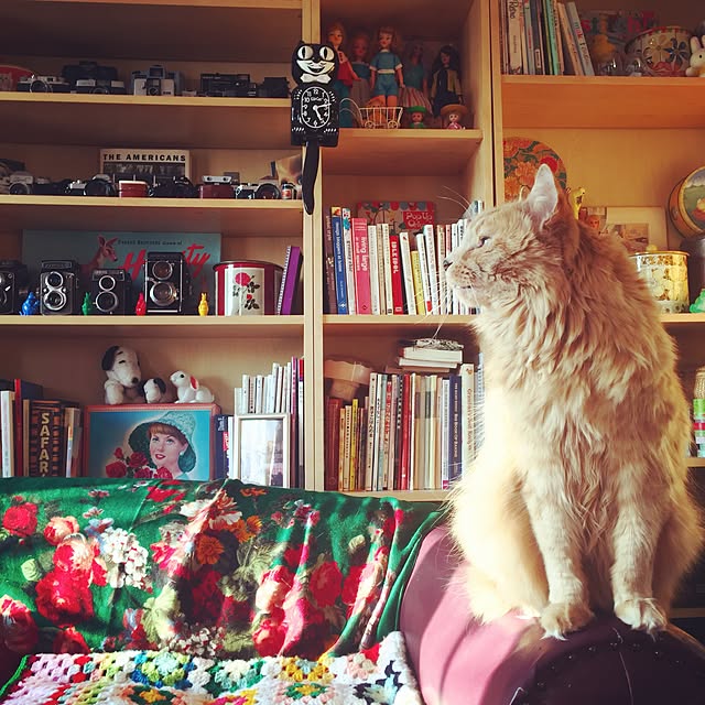 nekohigeさんの実例写真