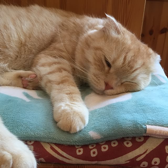Yumiさんの実例写真