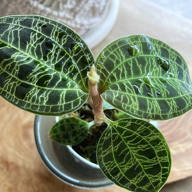 部屋全体/グリーン/宝石欄/ジュエルオーキッド/観葉植物のある暮らし...などのインテリア実例 - 2024-07-24 12:51:28