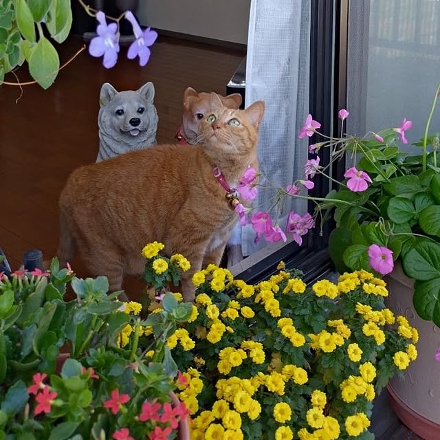 NOAHさんの部屋