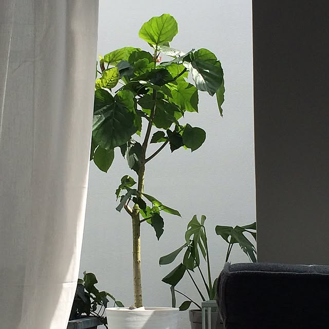 Biiさんの実例写真