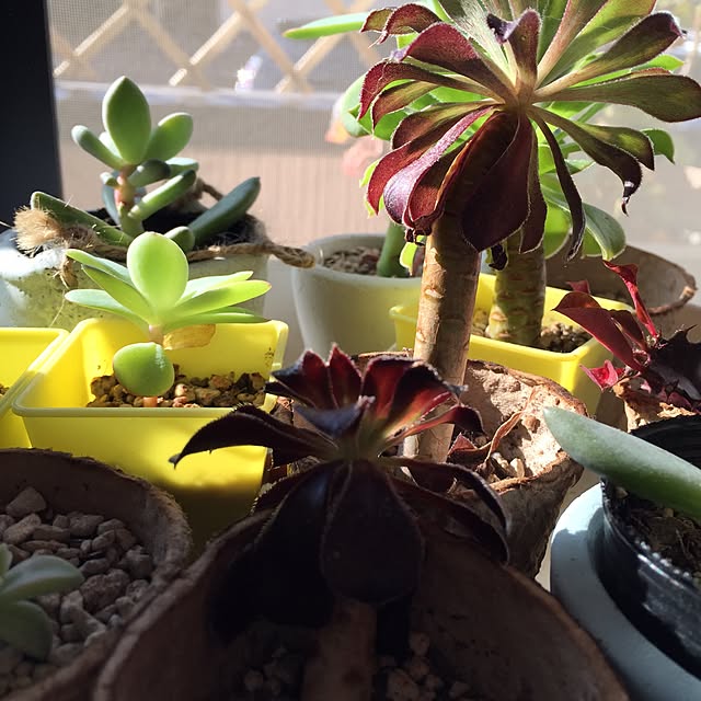 Norikoさんの実例写真