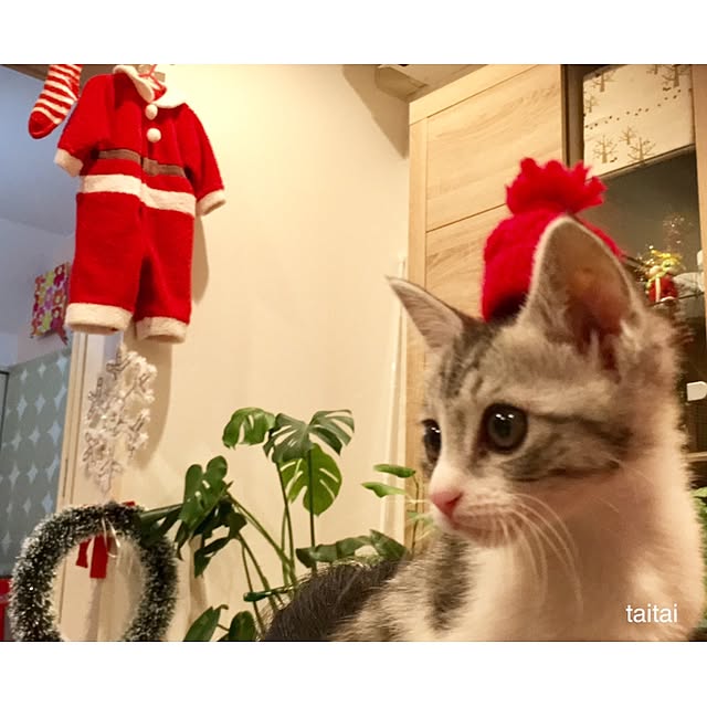 taitaiさんの実例写真