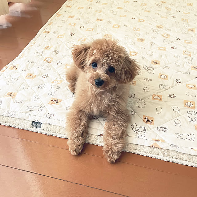 kawauso15さんの部屋