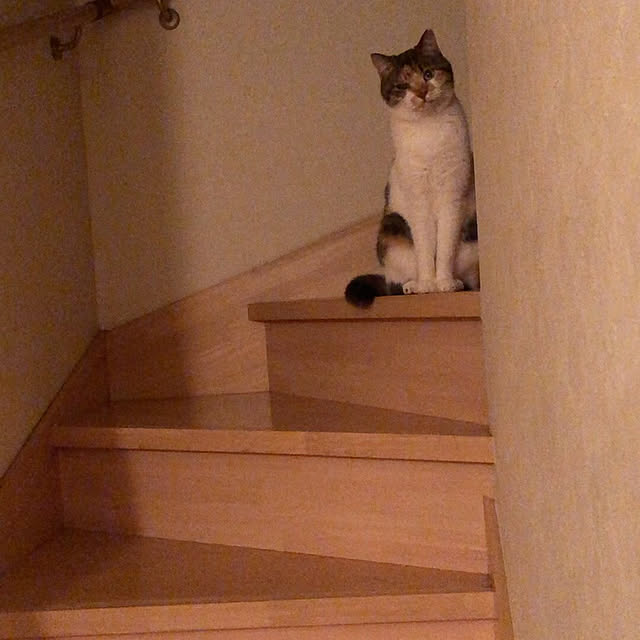 pippiさんの実例写真