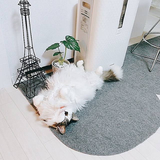 mikaさんの実例写真