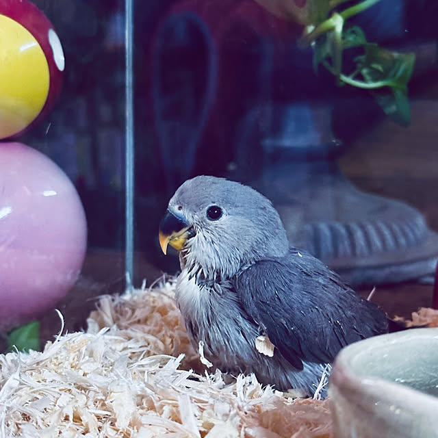 chacoさんの部屋
