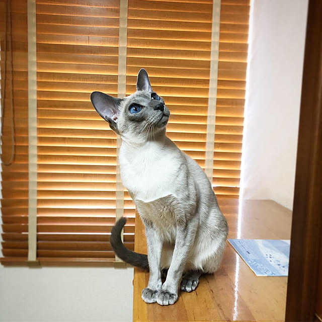 mujinekoさんの実例写真
