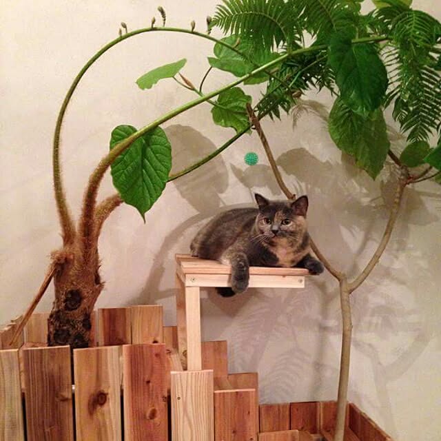 Yosukeさんの実例写真