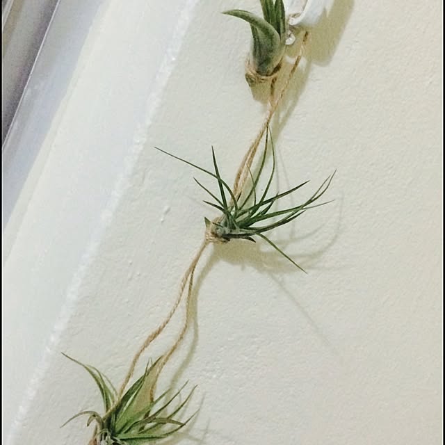 Chimaさんの実例写真