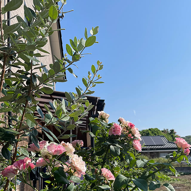ronronさんの部屋