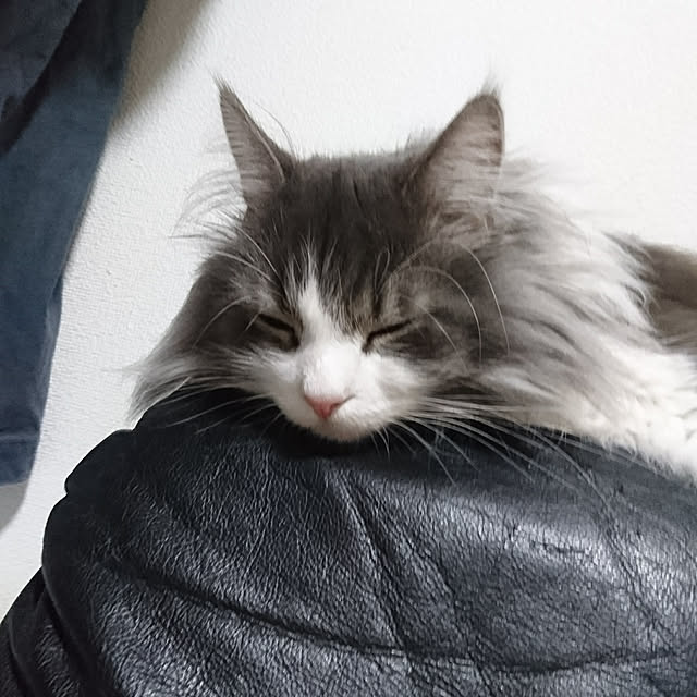 shinobuさんの実例写真
