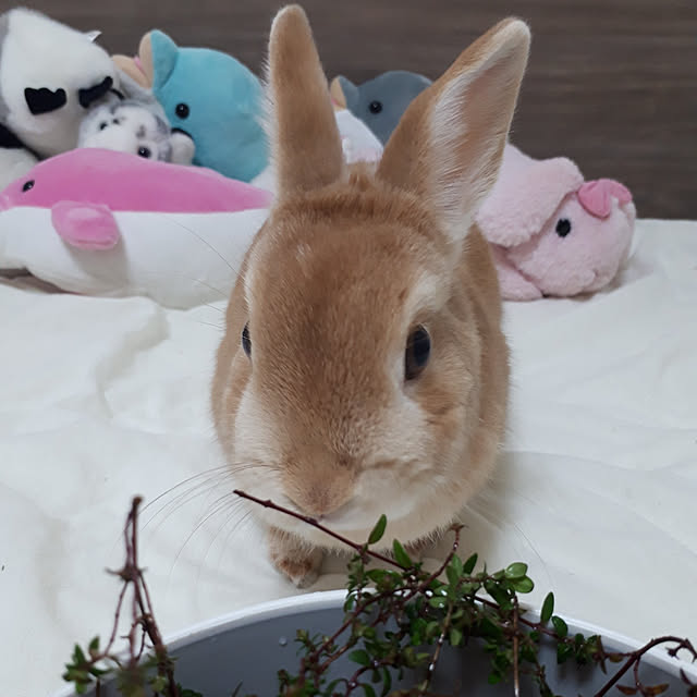 aiさんの実例写真