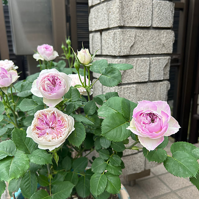 botanさんの部屋