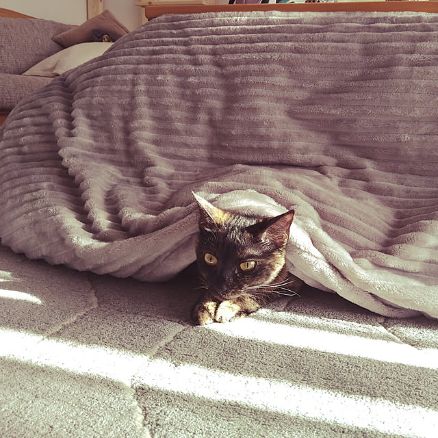 mamekoさんの実例写真