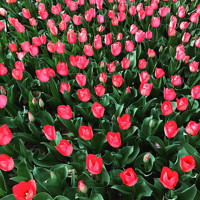 Misuzuさんの実例写真