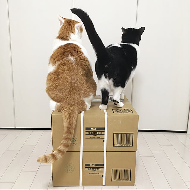bikkeさんの実例写真