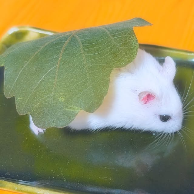 harumoeさんの部屋