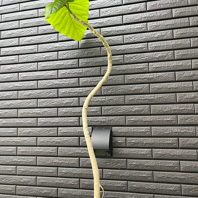 asさんの実例写真