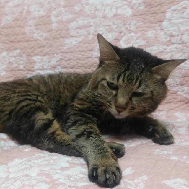 kittenblueさんの実例写真