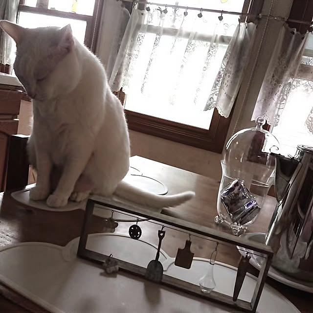 Ohigeさんの実例写真