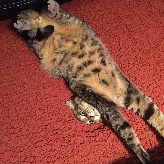 実例写真