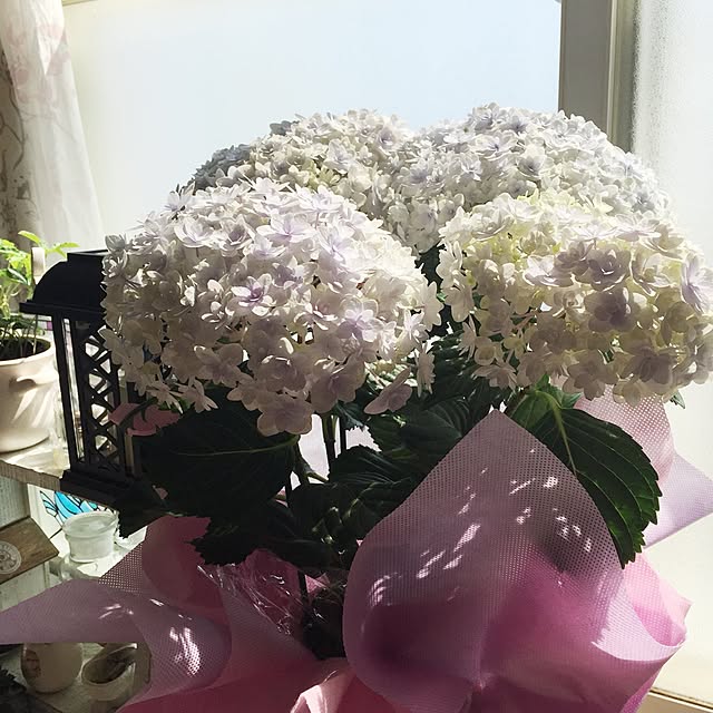 kisaさんの実例写真