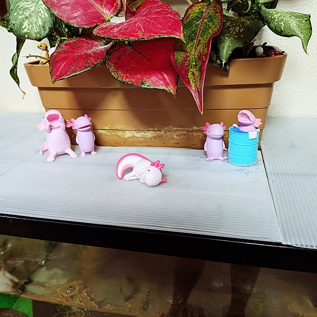 umeboshicyanさんの部屋