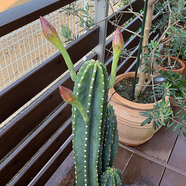 mama_sanさんの実例写真