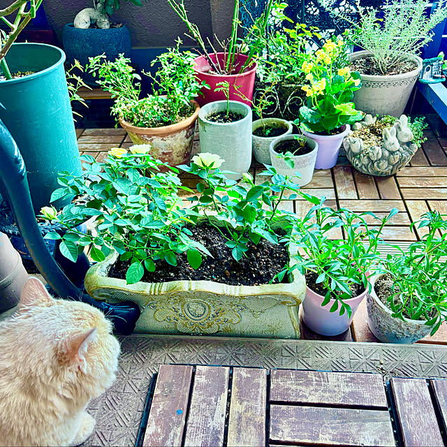 naokoさんの部屋