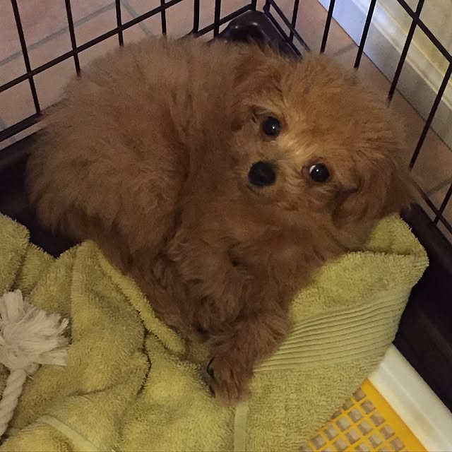 Ponpinさんの実例写真