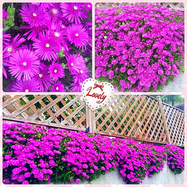 HappyRoseさんの実例写真